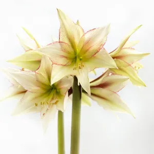 Bulb - Amaryllis 'Magic Green' 26/28