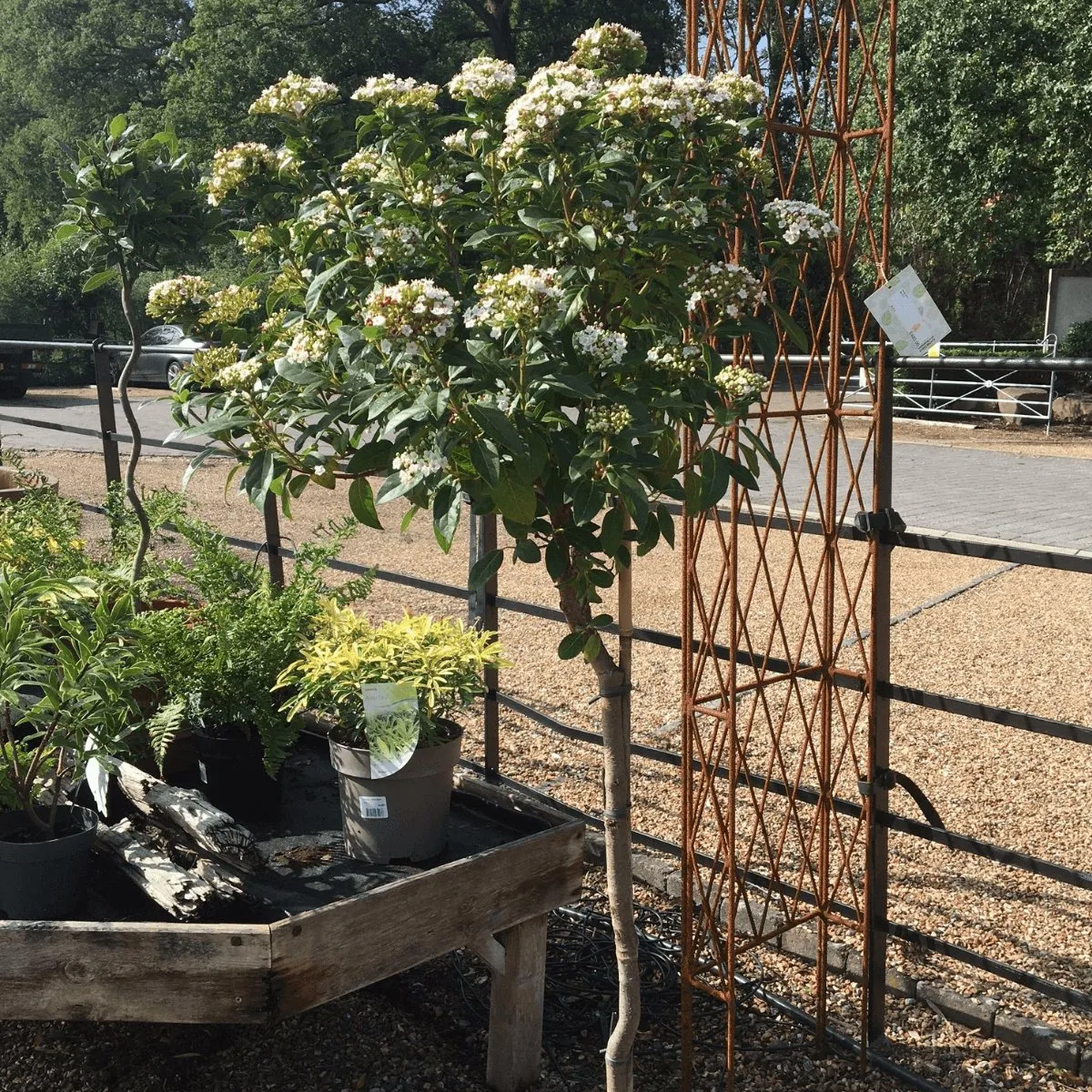 Viburnum tinus - 14 litre 1/2 Std