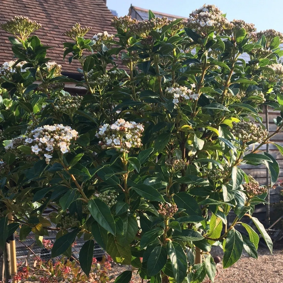 Viburnum tinus - 14 litre 1/2 Std