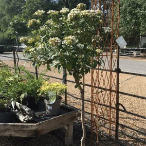Viburnum tinus - 14 litre 1/2 Std